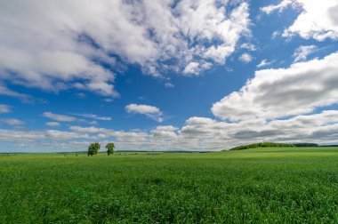 Bahar fotoğrafçılığı, genç mısır gevreği çekimleri. Olgunlaşmış buğday. Parlak güneşin altında yeşil fotosentez filizleri. Fosfor ve nitrojen gübreleri tanıtıldı