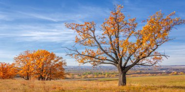 Sonbahar manzarası, yaprak döken ağaçlar çok renkli sarı kırmızı yapraklar, meşeler çok renkli sonbahar yapraklarını döküyor, gözün hüzünlü zamanları - işte cazibesi bu.