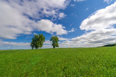 Bahar fotoğrafçılığı, genç mısır gevreği çekimleri. Olgunlaşmış buğday. Parlak güneşin altında yeşil fotosentez filizleri. Fosfor ve nitrojen gübreleri tanıtıldı