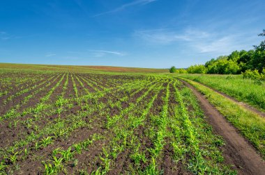 Yaz manzarası, bunaltıcı yaz günleri, ekilmiş tarlalarda mısır fideleri.