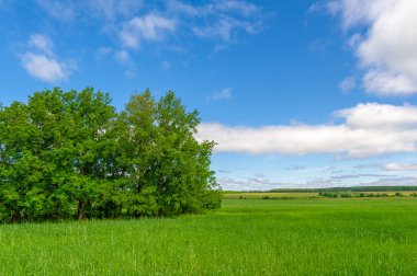 Bahar fotoğrafçılığı, genç mısır gevreği çekimleri. Olgunlaşmış buğday. Parlak güneşin altında yeşil fotosentez filizleri. Fosfor ve nitrojen gübreleri tanıtıldı