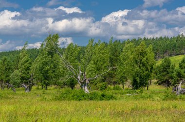 Yaz manzarası, nehir taşkınları, pitoresk kıyılar, kır çiçekli parlak yeşil çimenler, beyaz bulutlu mavi gökyüzü, ılık yaz günleri.,