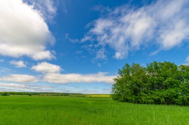 Bahar fotoğrafçılığı, genç mısır gevreği çekimleri. Olgunlaşmış buğday. Parlak güneşin altında yeşil fotosentez filizleri. Fosfor ve nitrojen gübreleri tanıtıldı