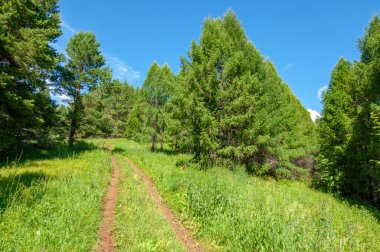 Yaz fotoğrafları, tepeler, tepeler, huş ağaçları dağların yamaçlarında yetişir. Yamaç boyunca dönen toprak bir yol, sıcak yaz günleri.