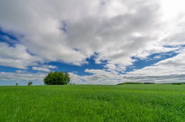 Bahar fotoğrafçılığı, genç mısır gevreği çekimleri. Olgunlaşmış buğday. Parlak güneşin altında yeşil fotosentez filizleri. Fosfor ve nitrojen gübreleri tanıtıldı