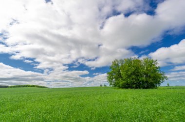 Bahar fotoğrafçılığı, genç mısır gevreği çekimleri. Olgunlaşmış buğday. Parlak güneşin altında yeşil fotosentez filizleri. Fosfor ve nitrojen gübreleri tanıtıldı