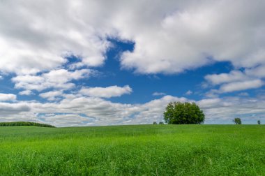 Bahar fotoğrafçılığı, genç mısır gevreği çekimleri. Olgunlaşmış buğday. Parlak güneşin altında yeşil fotosentez filizleri. Fosfor ve nitrojen gübreleri tanıtıldı