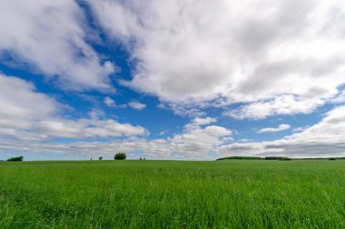 Bahar fotoğrafçılığı, genç mısır gevreği çekimleri. Olgunlaşmış buğday. Parlak güneşin altında yeşil fotosentez filizleri. Fosfor ve nitrojen gübreleri tanıtıldı