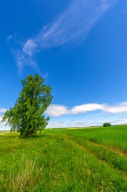 İlkbahar fotoğrafçılığı, manzara, toprak yol ya da dünyanın içinden geçtiği yol.