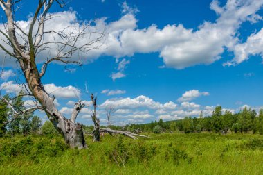 Yaz manzarası, nehir taşkınları, pitoresk kıyılar, kır çiçekli parlak yeşil çimenler, beyaz bulutlu mavi gökyüzü, ılık yaz günleri.,
