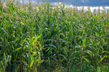  Büyük taneler ya da çekirdekler üreten bir Kuzey Amerika tahıl bitkisi mısır koçanı üzerine dizilmiş. Birçok çeşidi, hem insan hem de çiftlik hayvanı tüketimi için son derece değerli sayısız ürün sunuyor..