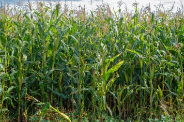  Büyük taneler ya da çekirdekler üreten bir Kuzey Amerika tahıl bitkisi mısır koçanı üzerine dizilmiş. Birçok çeşidi, hem insan hem de çiftlik hayvanı tüketimi için son derece değerli sayısız ürün sunuyor..