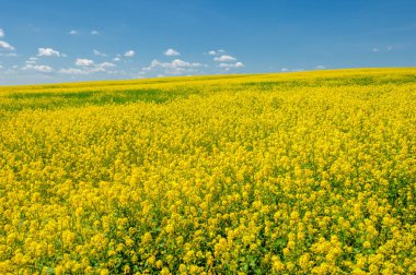 Kolza tohumu (Brassica napus subsp. Petrol zengini tohumlar sayesinde yetişen parlak sarı çiçekli kanola, önemli bir sebze yağı kaynağı ve protein unu kaynağıdır..