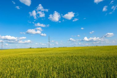  Yaz fotoğrafı. Buğday, tohumu için yaygın olarak ekilen bir ottur, dünya çapında önemli bir yiyecek olan tahıldır. Birçok buğday türü birlikte Triticum cinsini oluşturur. 