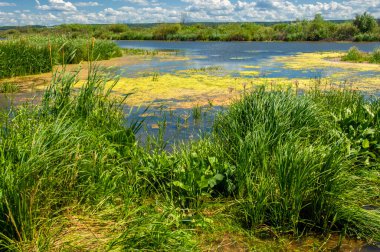 Yaz fotoğrafçılığı, sazlıklarla kaplanmış bir nehir, beyaz bulutlu mavi gökyüzü, ördek otuyla kaplanmış mavi su, nehir taşkını ovası, bunaltıcı yaz günü