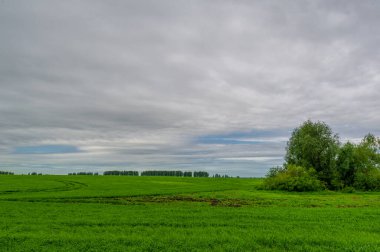 Bahar fotoğrafçılığı, bulutlu gökyüzü manzarası. Genç buğday, yeşil lahanalar, tahıllar ve tahılları, bunlardan beyaz un hazırlanır.