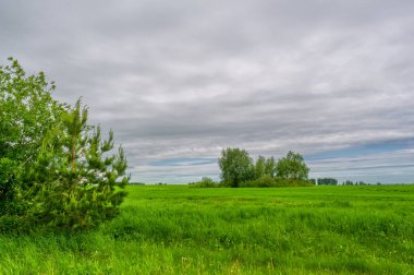Bahar fotoğrafçılığı, bulutlu gökyüzü manzarası. Genç buğday, yeşil lahanalar, tahıllar ve tahılları, bunlardan beyaz un hazırlanır.