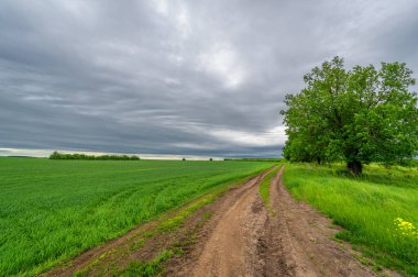 İlkbahar fotoğrafçılığı, kırsal alan, genç buğday tarlalarının arasından geçen toprak yol, bir yerden diğerine uzanan geniş bir yol, özellikle araçların kullanabileceği özel hazırlanmış bir yüzeye sahip olan bir yol.