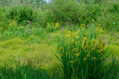 Yaz manzarası, gök gürültülü bulutlar, mavi gökyüzü, sel basmış çayır tarlaları, yaz renklerinin kokusu ve çeşitli kır çiçekleri.