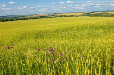  Yaz fotoğrafı. Buğday, tohumu için yaygın olarak ekilen bir ottur, dünya çapında önemli bir yiyecek olan tahıldır. Birçok buğday türü birlikte Triticum cinsini oluşturur. 