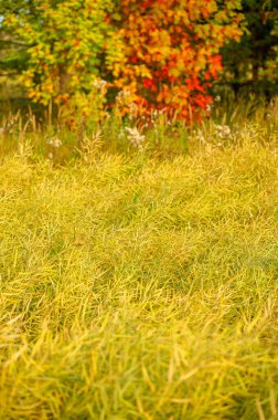 Yaz mevsiminde kolza tohumu. Gün batımı. Kolza tohumları, çoğunlukla yağ için kullanılır. Olgunlaşma süresi