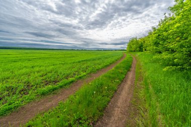 İlkbahar fotoğrafçılığı, kırsal alan, genç buğday tarlalarının arasından geçen toprak yol, bir yerden diğerine uzanan geniş bir yol, özellikle araçların kullanabileceği özel hazırlanmış bir yüzeye sahip olan bir yol.