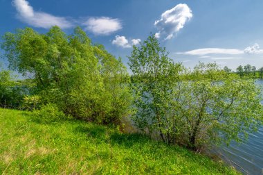 Bahar fotoğrafı, söğüt ağacı, parlak yeşillik, bulutlu mavi gökyüzü, harika bahar havası.