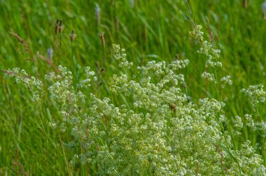 Yaz manzarası, gök gürültülü bulutlar, mavi gökyüzü, sel basmış çayır tarlaları, yaz renklerinin kokusu ve çeşitli kır çiçekleri.