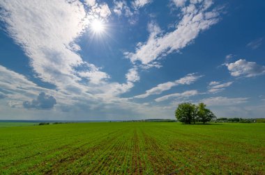  Bahar fotoğrafçılığı, güneşte yetişen taze yeşil buğday, ılıman ülkelerde yetişen en en önemli bitkidir, buğday, ekmek yapmak için toprak, vs. 