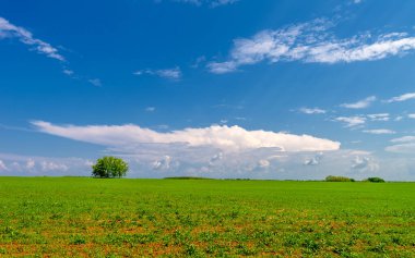  Bahar fotoğrafçılığı, güneşte yetişen taze yeşil buğday, ılıman ülkelerde yetişen en en önemli bitkidir, buğday, ekmek yapmak için toprak, vs. 