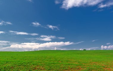  Bahar fotoğrafçılığı, güneşte yetişen taze yeşil buğday, ılıman ülkelerde yetişen en en önemli bitkidir, buğday, ekmek yapmak için toprak, vs. 