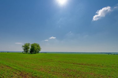 Bahar fotoğrafçılığı, güneşte yetişen taze yeşil buğday, ılıman ülkelerde yetişen en en önemli bitkidir, buğday, ekmek yapmak için toprak, vs. 