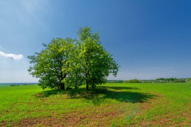  Bahar fotoğrafçılığı, güneşte yetişen taze yeşil buğday, ılıman ülkelerde yetişen en en önemli bitkidir, buğday, ekmek yapmak için toprak, vs. 