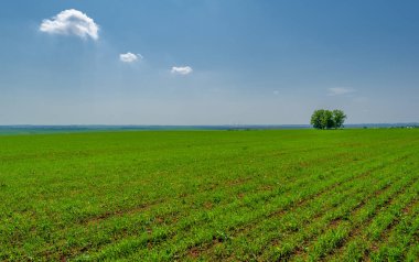  Bahar fotoğrafçılığı, güneşte yetişen taze yeşil buğday, ılıman ülkelerde yetişen en en önemli bitkidir, buğday, ekmek yapmak için toprak, vs. 
