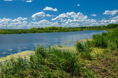 Yaz fotoğrafçılığı, sazlıklarla kaplanmış bir nehir, beyaz bulutlu mavi gökyüzü, ördek otuyla kaplanmış mavi su, nehir taşkını ovası, bunaltıcı yaz günü