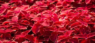 Doku, arkaplan, desen, çiçek yataklarındaki kırmızı çimen, koleus - süs bitkisi olarak yetişir, bahçe bitkileri kadar popülerdir çünkü parlak renkli yaprakları vardır..