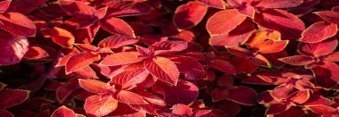 Doku, arkaplan, desen, çiçek yataklarındaki kırmızı çimen, koleus - süs bitkisi olarak yetişir, bahçe bitkileri kadar popülerdir çünkü parlak renkli yaprakları vardır..