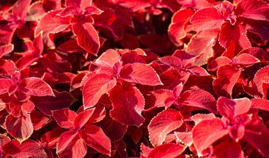 Doku, arkaplan, desen, çiçek yataklarındaki kırmızı çimen, koleus - süs bitkisi olarak yetişir, bahçe bitkileri kadar popülerdir çünkü parlak renkli yaprakları vardır..