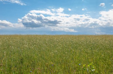 Yaz manzarası. Olgunlaşma aşamasında koçanda buğday. Mısır gevreği yetiştirilen tarlada olgun bir arpa tarlası. 