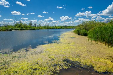 Yaz fotoğrafçılığı, sazlıklarla kaplanmış bir nehir, beyaz bulutlu mavi gökyüzü, ördek otuyla kaplanmış mavi su, nehir taşkını ovası, bunaltıcı yaz günü