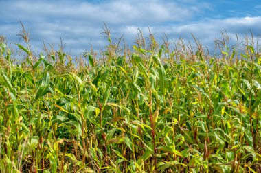  Büyük taneler ya da çekirdekler üreten bir Kuzey Amerika tahıl bitkisi mısır koçanı üzerine dizilmiş. Birçok çeşidi, hem insan hem de çiftlik hayvanı tüketimi için son derece değerli sayısız ürün sunuyor..