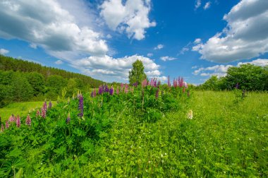 Yaz manzarası, kırsal alan, çimenlerin ve ağaçların canlı yeşilliği, beyaz bulutlu mavi gökyüzü, lupin ya da lupin olarak bilinen Lupinus, harika yaz havası.