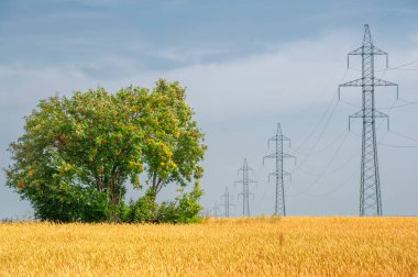 Yaz fotoğrafı. Ilıman ülkelerde yetişen ve ekmek, makarna, pasta vb. için un yapmak için kullanılan en önemli bitki olan buğday. ..