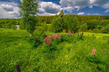 Yaz manzarası, kırsal alan, çimenlerin ve ağaçların canlı yeşilliği, beyaz bulutlu mavi gökyüzü, lupin ya da lupin olarak bilinen Lupinus, harika yaz havası.