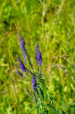 Yaz fotoğrafı. Sel ovaları (veya sel ovaları), nehir kıyısında mevsimsel sellere eğilimli bir çayır ya da çayır alanıdır.