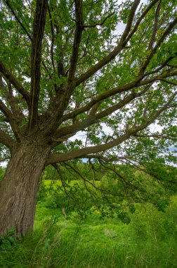 Yaz manzarası, kırsal alan, parlak yeşil çimenler ve ağaçlar, beyaz bulutlu mavi gökyüzü, harika yaz havası.