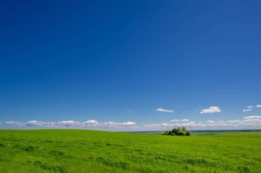 Yaz manzarası, ekilmiş tarlalardaki yeşil tahıllar, buğday, yulaf, arpa, çavdar büyük bir tarlada yetişiyor, Avrupa 'nın bir parçası boyunca bir yürüyüş.