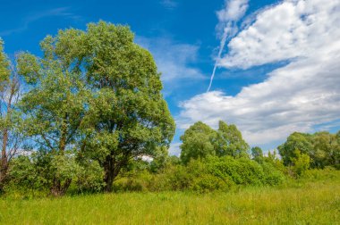 Yaz manzarası, gök gürültülü bulutlar, mavi gökyüzü, sel basmış çayır tarlaları, yaz renklerinin kokusu ve çeşitli kır çiçekleri.
