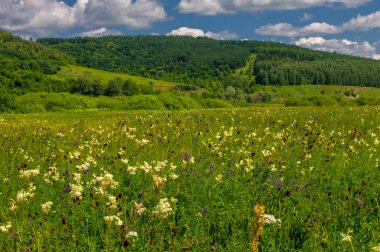 Yaz fotoğrafı. Sel ovaları (veya sel ovaları), nehir kıyısında mevsimsel sellere eğilimli bir çayır ya da çayır alanıdır.