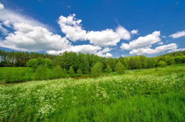 Yaz manzarası, kırsal alan, parlak yeşil çimenler ve ağaçlar, beyaz bulutlu mavi gökyüzü, harika yaz havası.